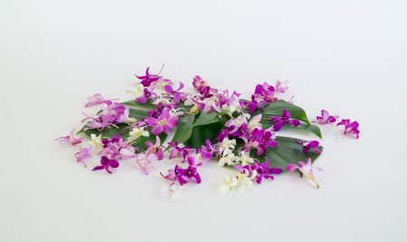 loose orchid blooms Hawaiian dendrobium