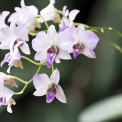 lavender dendrobium orchids - Alii Flowers