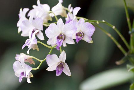 lavender dendrobium orchids - Alii Flowers
