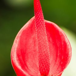 lady Jane Anthurium flower