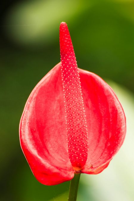 lady Jane Anthurium flower