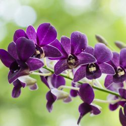 orchid sprays in Hawaii purple