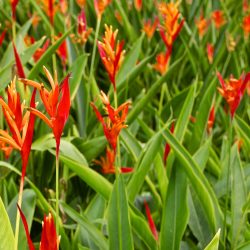 ryzo heliconia