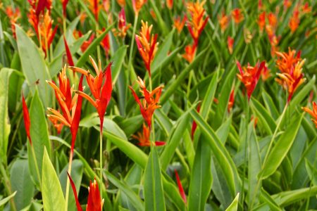 ryzo heliconia