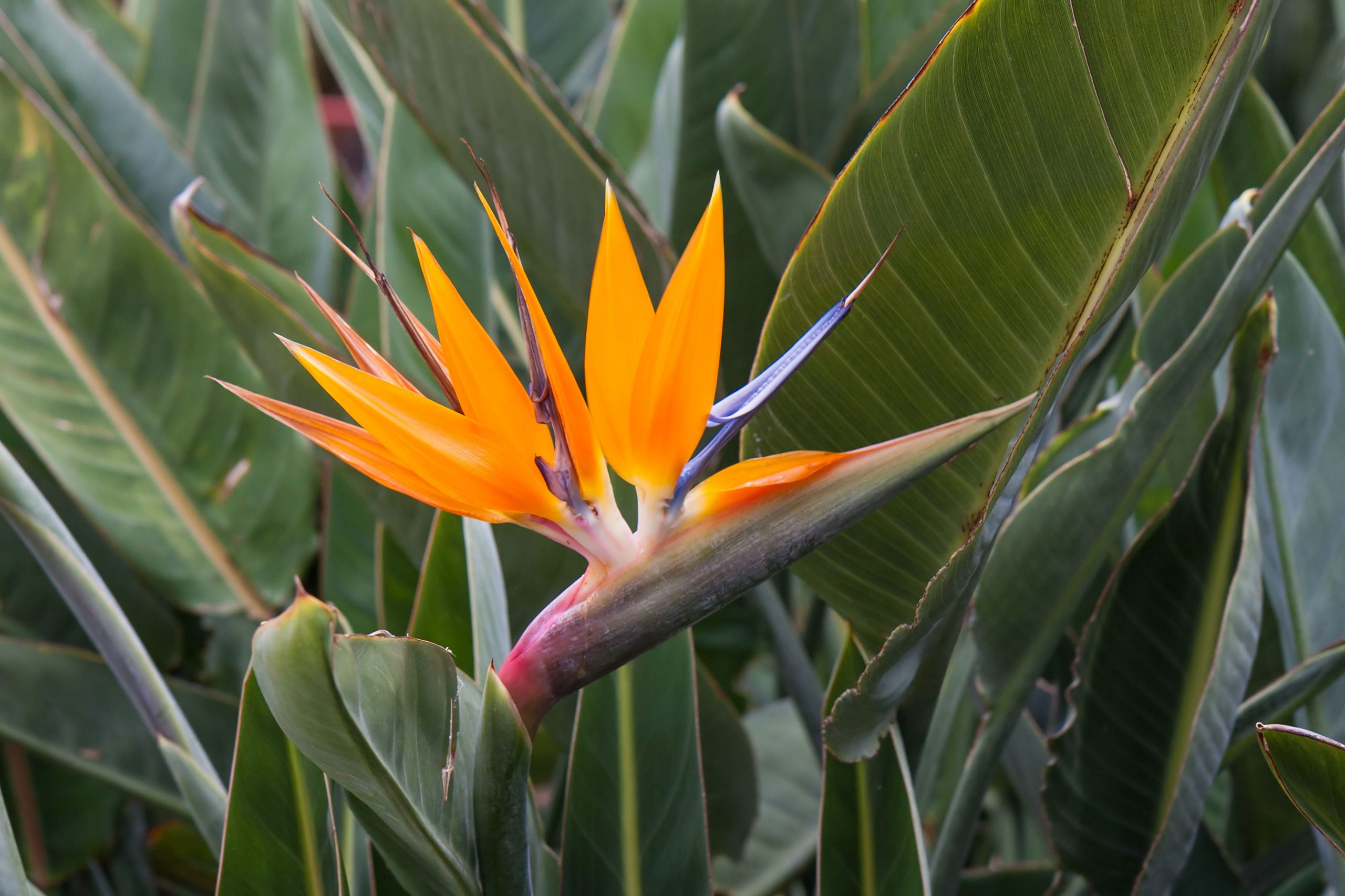 Bird.of.paradise.flower