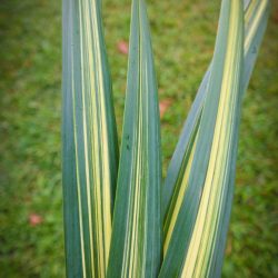 hala leaf ornamental foliage