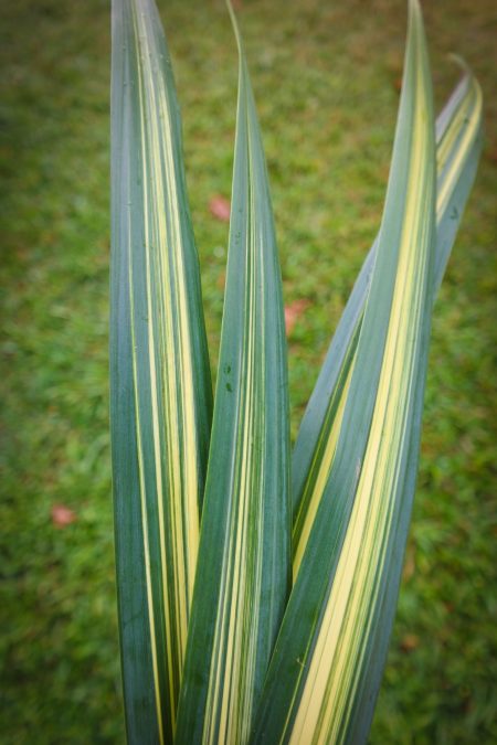 hala leaf ornamental foliage