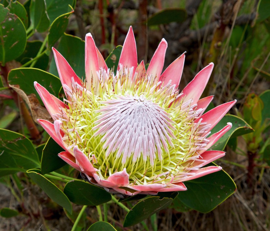 king.protea