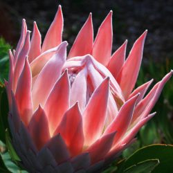 Maui.king.protea.bloom
