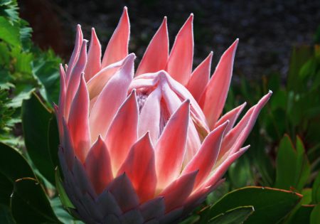 Maui.king.protea.bloom