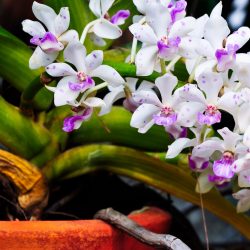 orchids of the month - Alii Flowers