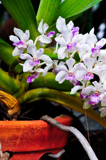 orchids of the month - Alii Flowers