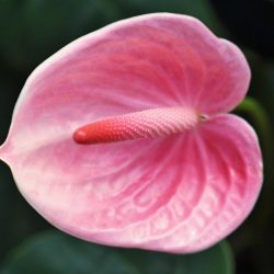 pink anthurium flower close up