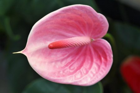 pink anthurium flower close up
