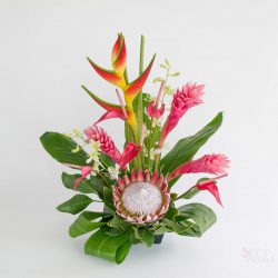 king.protea.ginger