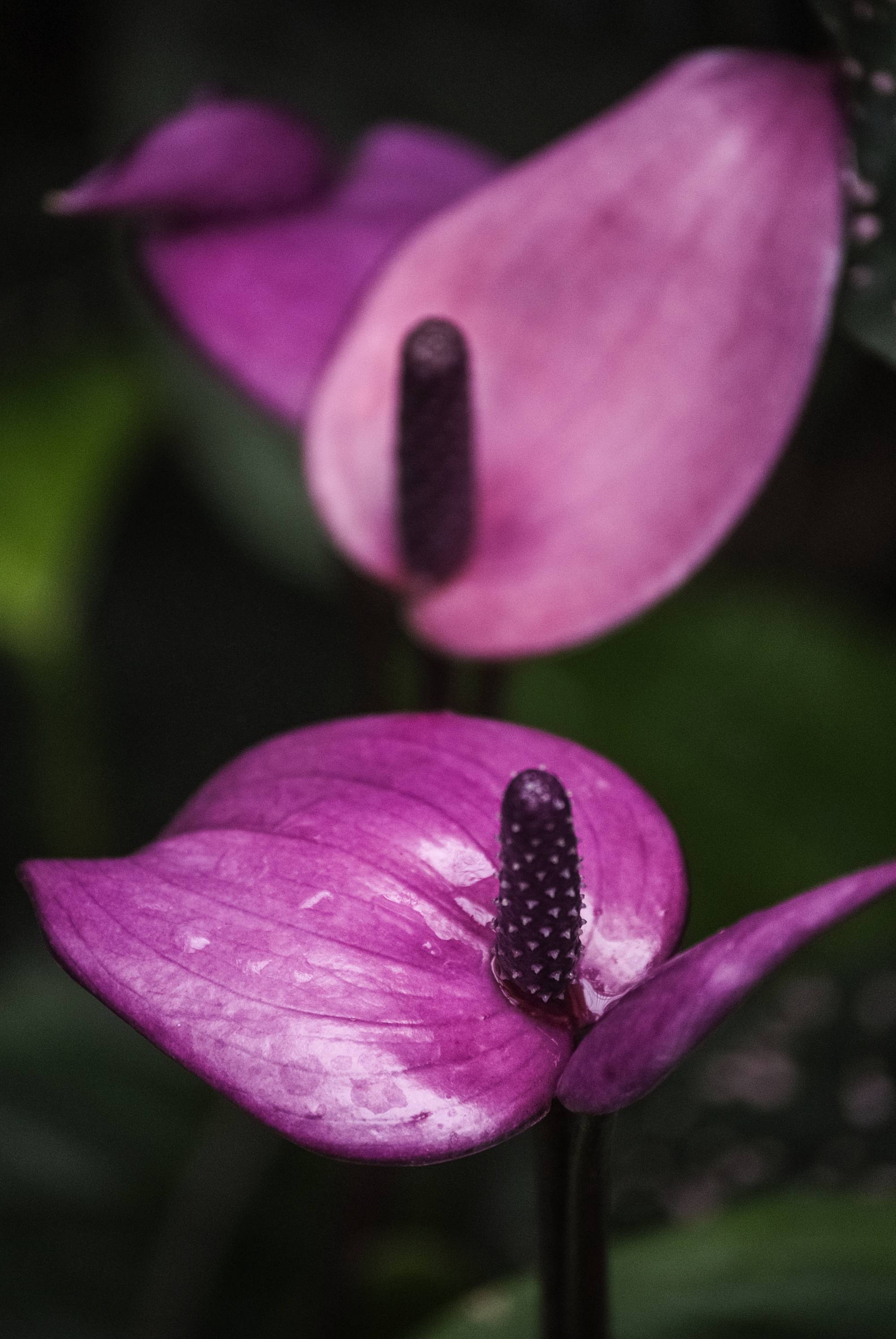Purple Anthurium Hawaiian Purple Arc Anthurium Purple Anthurium Hawaiian Purple Arc Anthurium