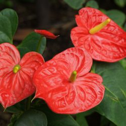 three red anthurium flowers