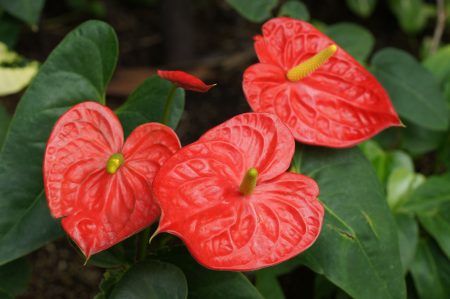 three red anthurium flowers