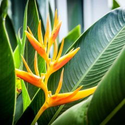 tropic fleur heliconia