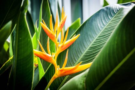 tropic fleur heliconia