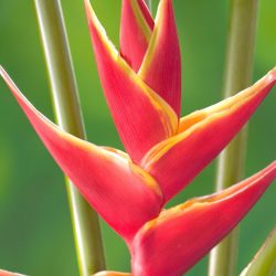 upright.heliconia