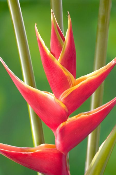 upright.heliconia
