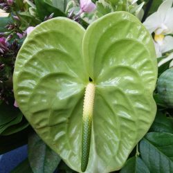 midori.anthurium.green