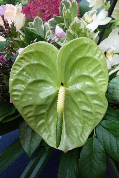 midori.anthurium.green