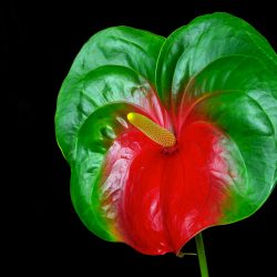 watermelon.anthurium