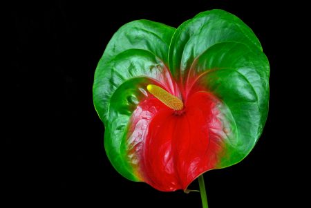 watermelon.anthurium