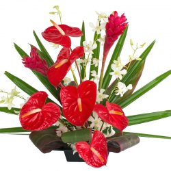 Hawaiian Flowers of the Month - Alii Flowers