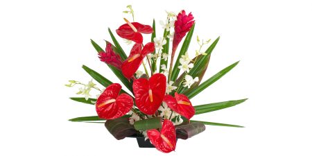 Hawaiian Flowers of the Month - Alii Flowers