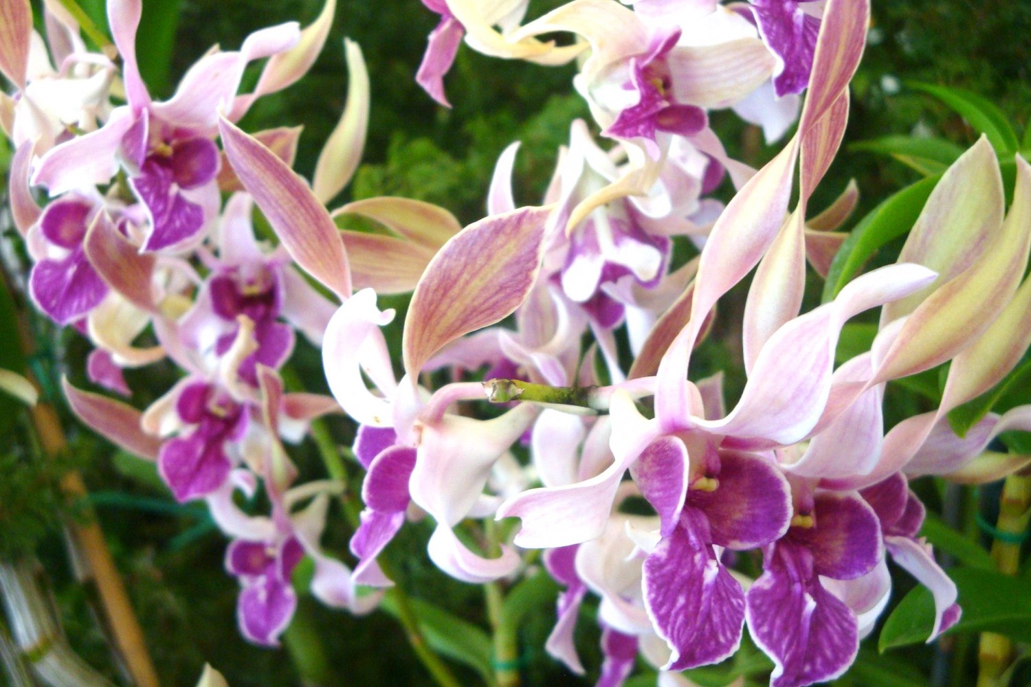 purple and pink orchid blooms