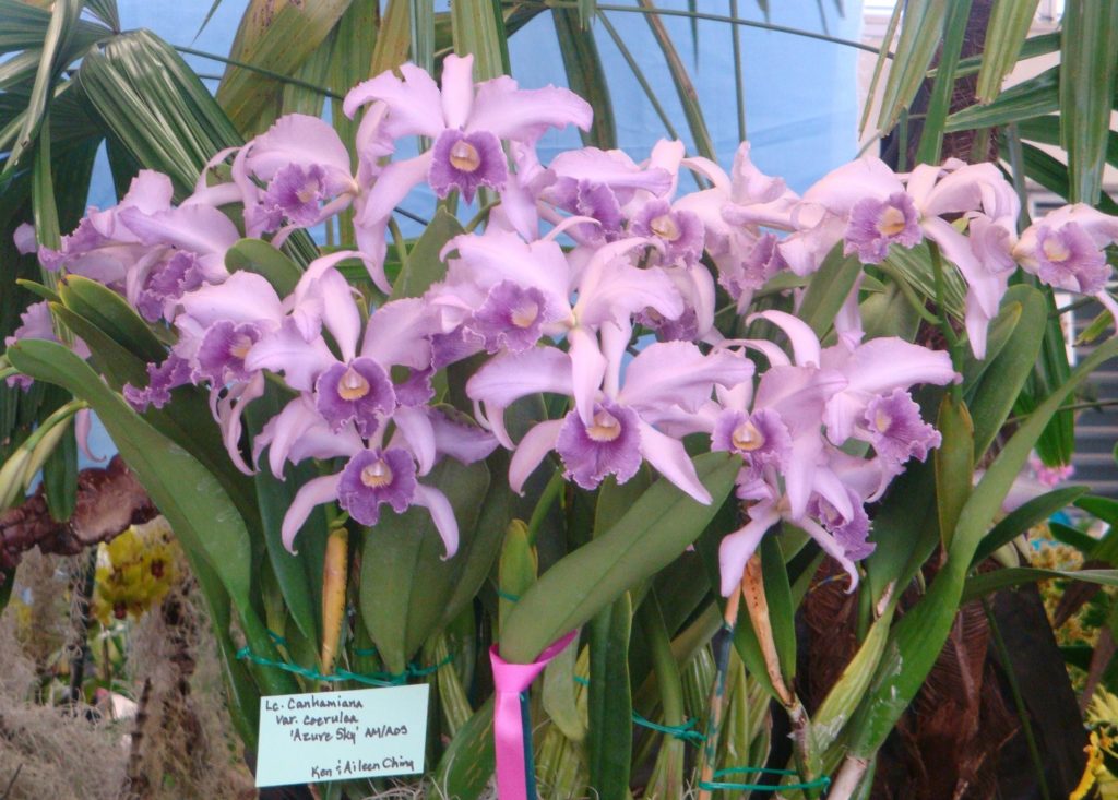 hybrid lavender orchids