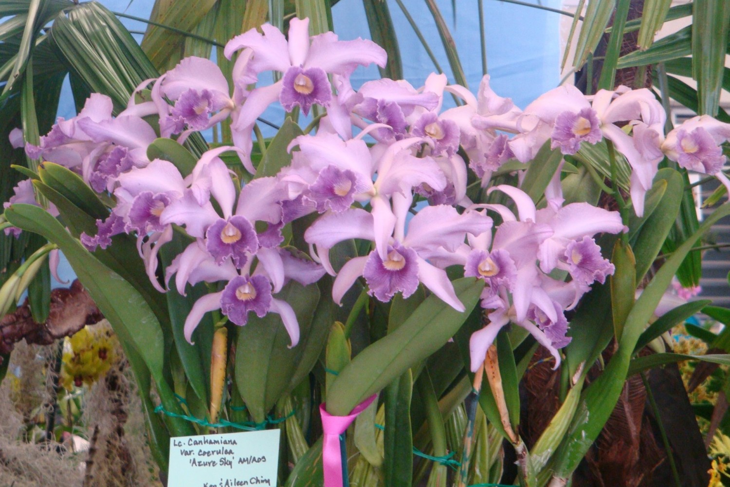 hybrid lavender orchids