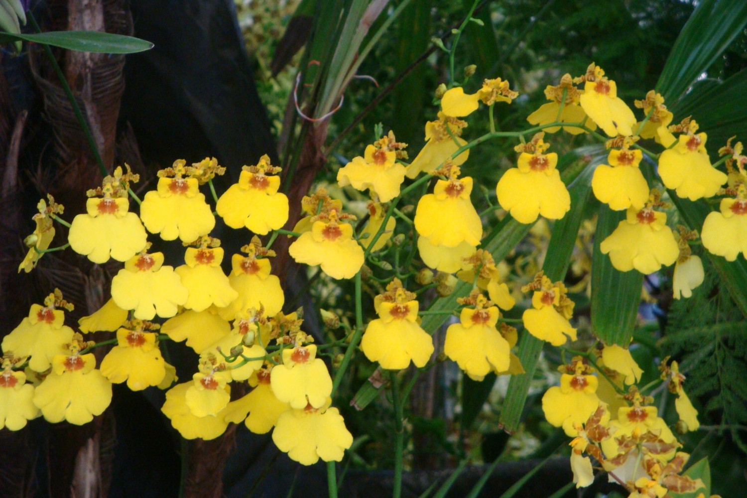 oncidium orchid in bloom