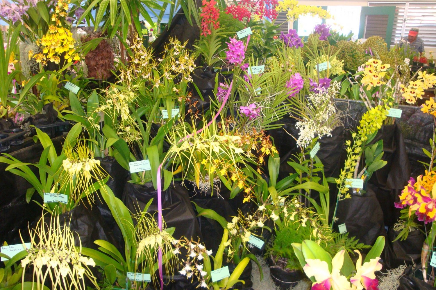 Hawaiian orchids on display