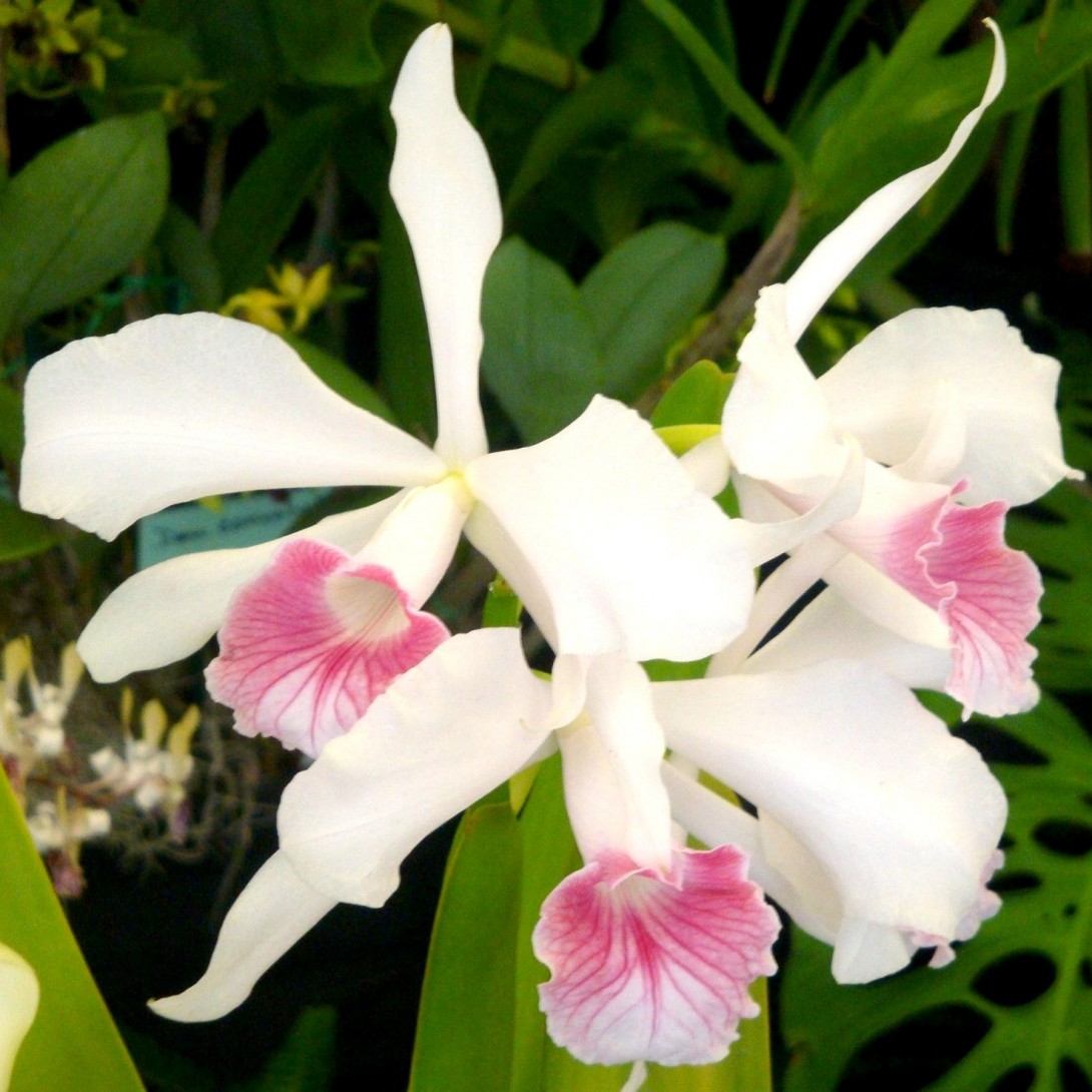 pink and white cattleya orchid