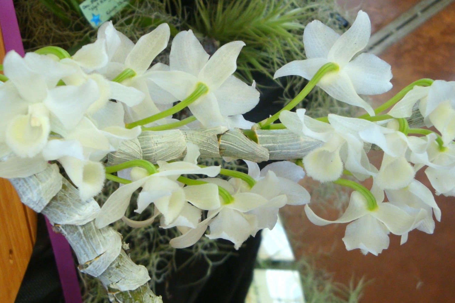white.orchid.dendrobium