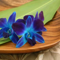 Blue color infused orchids