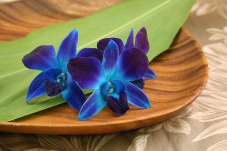 Blue color infused orchids