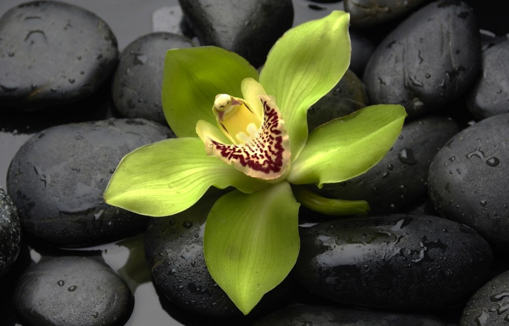 green orchid blossom