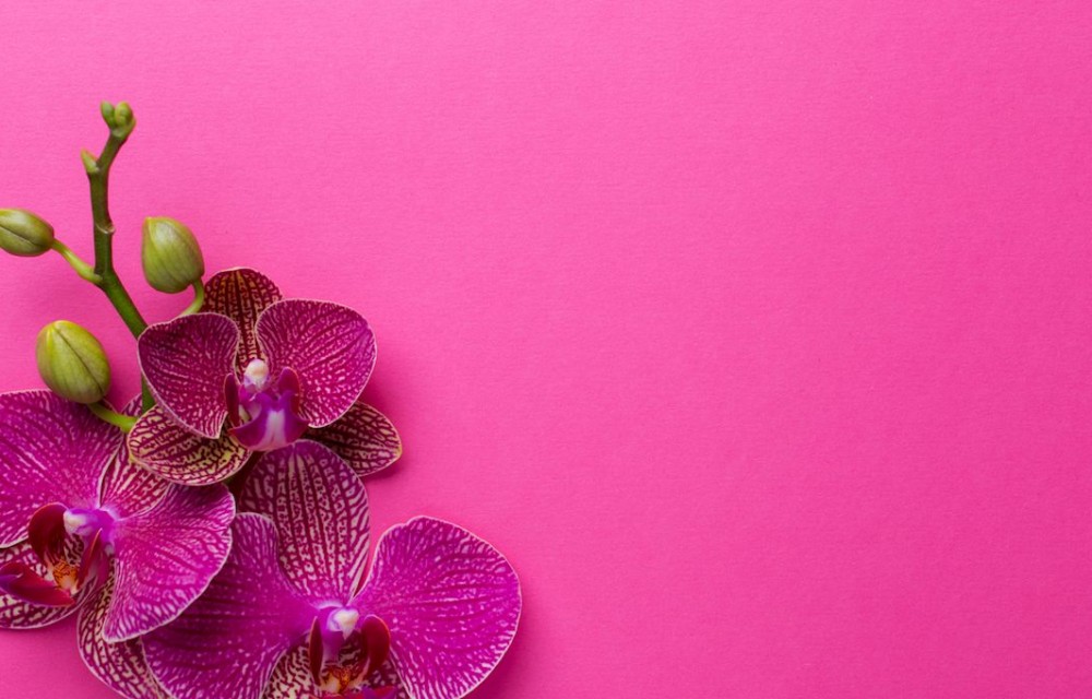 blooming orchids in pink