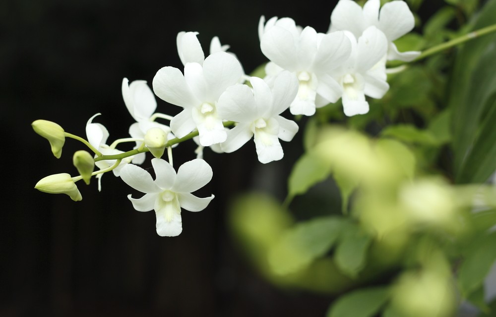 Hawaiian orchids