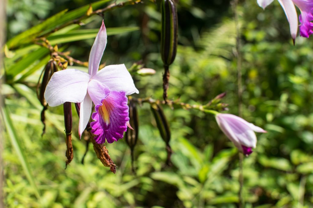 rare orchids
